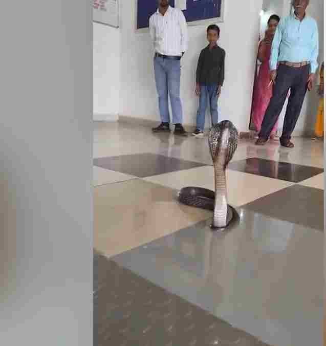 नरवर के कॉलेज में घुसा 6 फीट का कोबरा, सर्प मित्र ने सुरक्षित पकड़ा